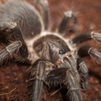 Phormictopus sp. ‘Gold Carapace’