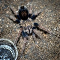 Cyriocosmus giganteus Sub-Adult Female ~2.5"