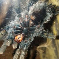 Avicularia  Avicularia