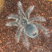 Theraphosa blondi