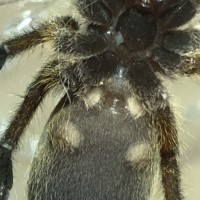 Harpactira pulchripes [ventral sexing]