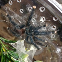 Avicularia avicularia