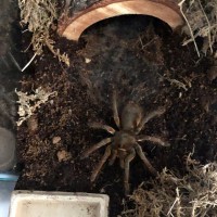 Antheia (0.1 6" T. stirmi)