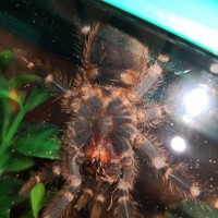 G pulchripes