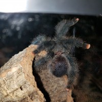 Avicularia ID Request