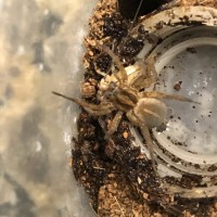 Another Trochosa ruricola eating cricket