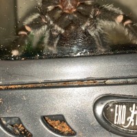 Brachypelma Albiceps #1