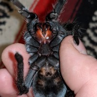 Grammostola pulchra