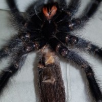 Avicularia avicularia [molt sexing]