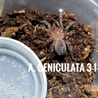 After a molt he is still tiny
