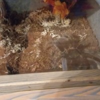 Brachypelma vagans drinking