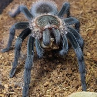 Brachypelma vagans