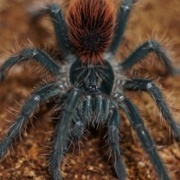 Pamphobeteus nigricolor