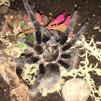 Brachypelma Albopilosum!