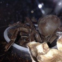 T. stirmi drinking from water dish