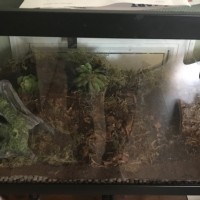 Asian Forest Scorpion enclosure