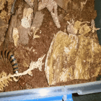 Scolopendra Morsitans feeding gif