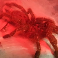 What's red, mean and freshly molted?
