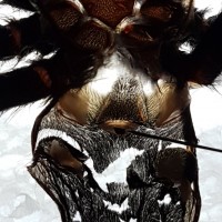 Chromatopelma cyaneopubescens [molt sexing] [1/3]