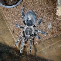 G. pulchripes 3" female