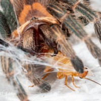Chromatopelma cyaneopubescens sling enjoying a roach
