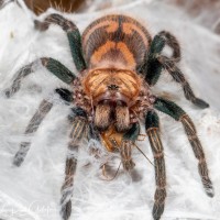 Chromatopelma cyaneopubescens sling