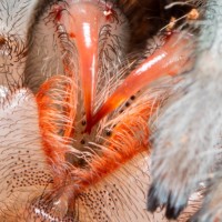 Grammostola pulchra 1" sling's fangs less than 24 hours after molting