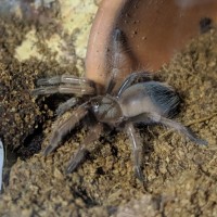 Boehmei