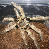 Haplopelma hainanum mature male