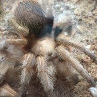 Aphonopelma chalcodes