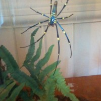 Nephila