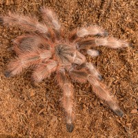 N. tripepii male (Charles Barkley)