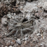 Harpactirella treleaveni female