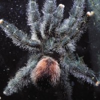 Avicularia variegata