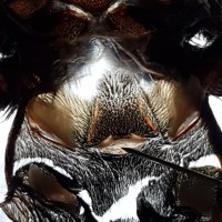 Chromatopelma cyaneopubescens [molt sexing] [2/3]