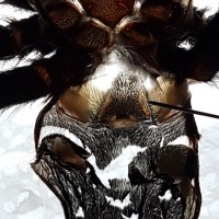 Chromatopelma cyaneopubescens [molt sexing] [3/3]