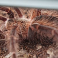 Lasiodora parahybana?