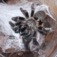 P. murinus