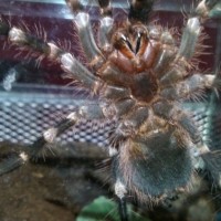 Acanthoscurria geniculata