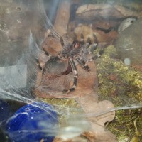 molting pic #1
