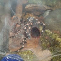 molting pic #3