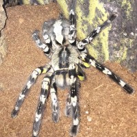 P. regalis