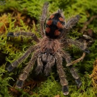 Avicularia minatrix