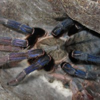 Cyriopagopus lividus (Smith, 1996) _4