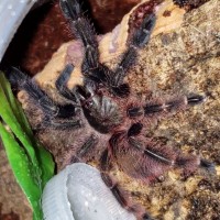 P. Victori freshly molted