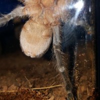 Aphonopelma seemanni male or female?