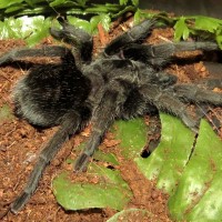 Flash (♀ Grammostola pulchra 3.5")