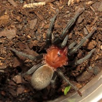 Pele (♂ Bumba horrida 2.25")