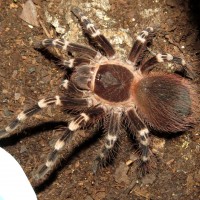 Genicula (♂ Acanthoscurria geniculata 4")