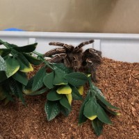 Aphonopelma seemanni